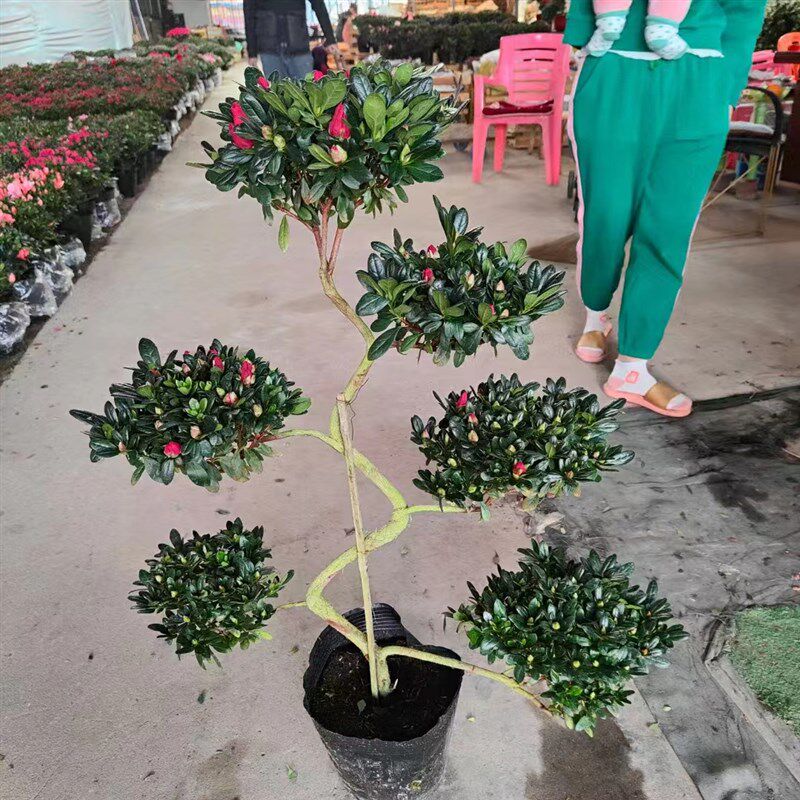 造型游龙杜鹃花盆栽盆景室内室外绿植花卉杨梅红樱桃红西玛小桃红