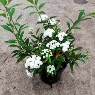 小手球开白色花多年生木本植物盆栽花卉客厅庭院花期春夏可做切花