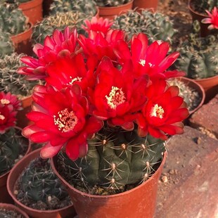 绯花玉开花仙人球小盆栽带花苞多肉植物仙人掌阳台室内好养绿植