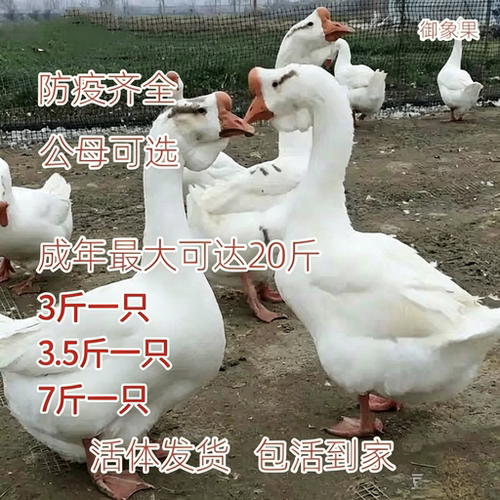 3斤活鹅五龙产蛋王3.5斤小鹅三花鹅7斤双黄蛋鹅狮头鹅四季鹅包邮