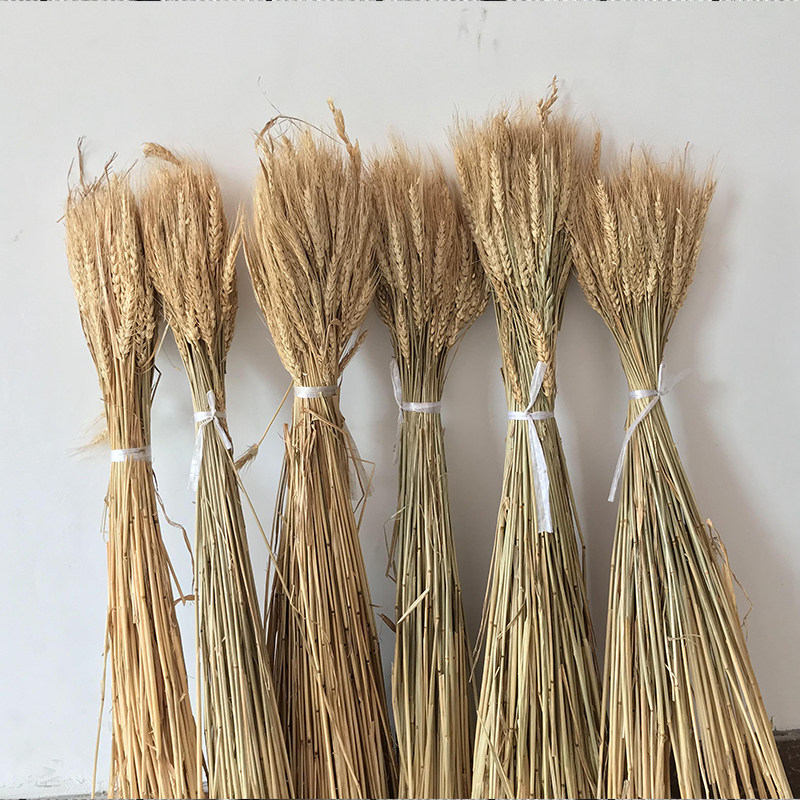 包邮大麦舞台背景道具稻谷真花真麦穗干花包干草麦子装饰植物花束