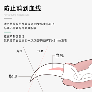 鹦鹉指甲剪 鸟爪子嘴尖修剪器 猫狗鸟宠物爪子钝角修剪刀指甲钳