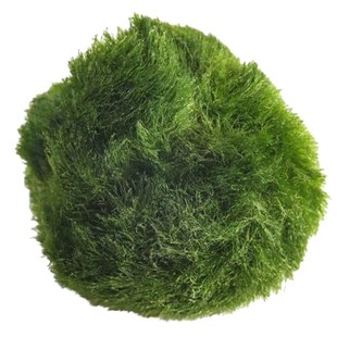 乌龟缸生态水培净水植物桌面鱼缸装饰造景水生绿植虾缸水草瓶养