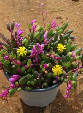 多肉植物彩色紫玄月大盆可吊兰装饰圆叶开花型室内桌面绿植盆栽