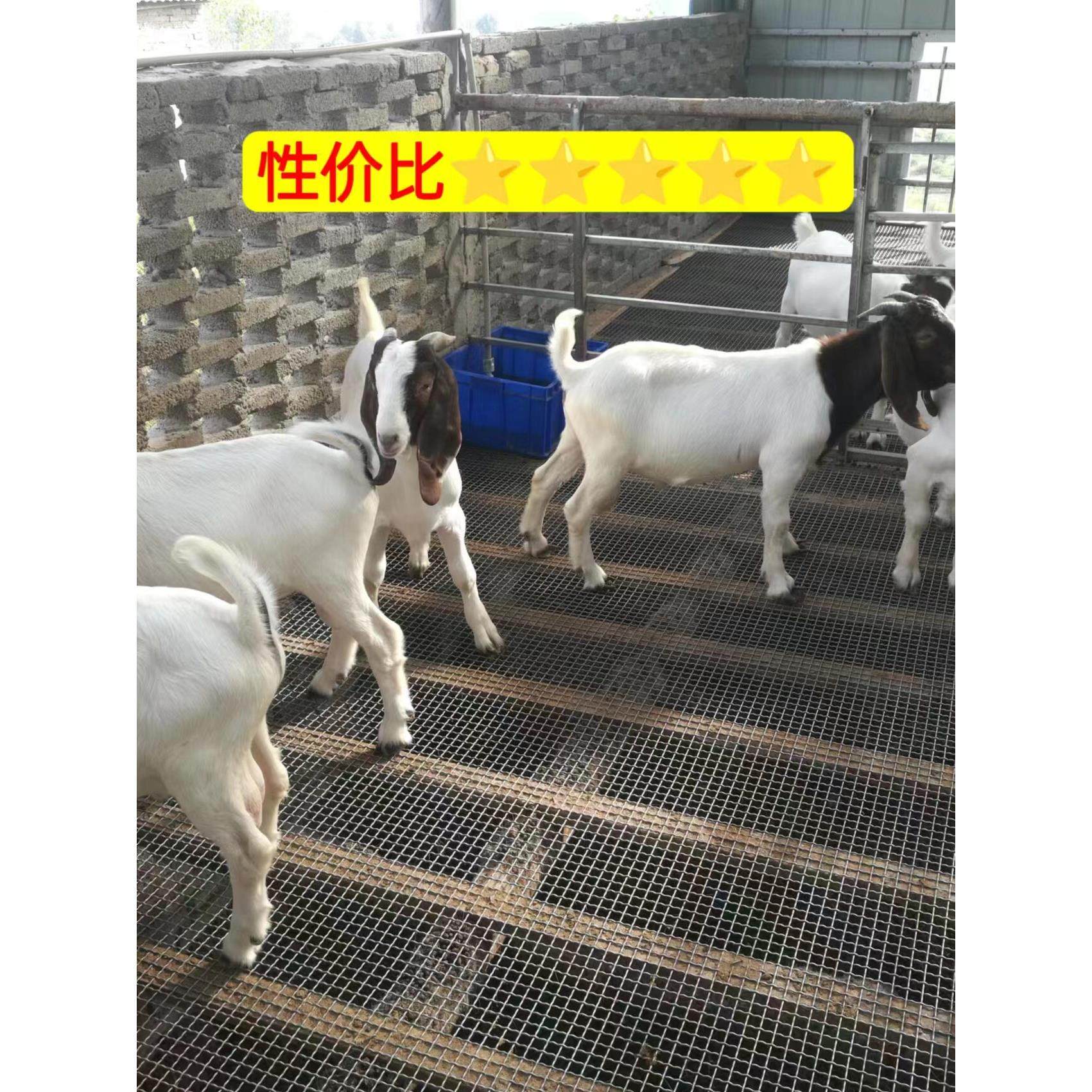 养羊用的设备羊床钢网 养殖猪床网 羊床漏粪网钢丝网羊床 漏粪板