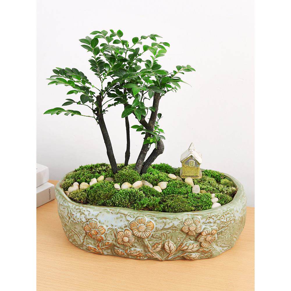 绿萝室内花卉盆栽专用手工陶瓷大口径有孔或无孔花盆造景厂家直销