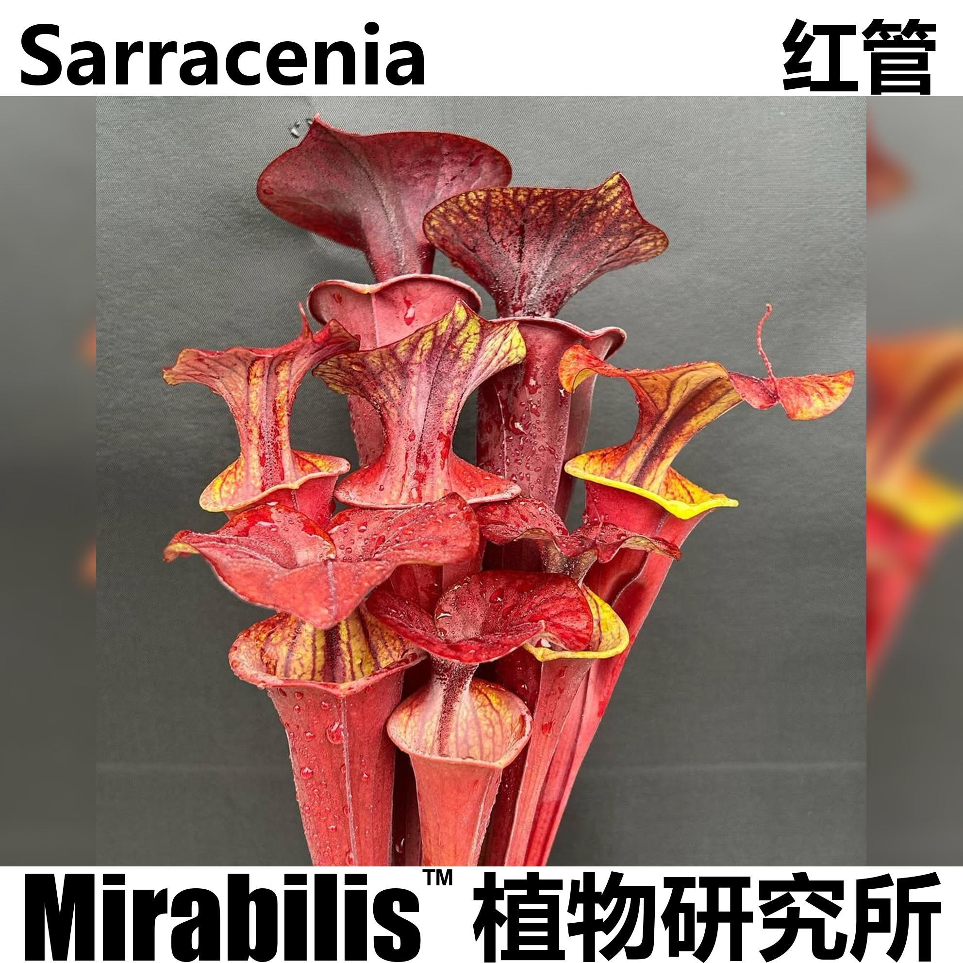 红管黄瓶子草 Sarracenia 造景缸养ins风食虫植物奇趣植物