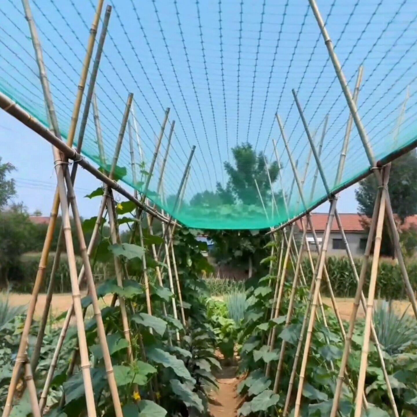 爬藤网植物攀爬网豆角黄瓜丝瓜加粗网格种植网百香果葡萄搭架网格