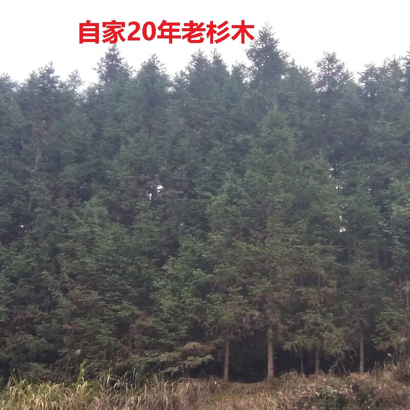 定制环保无胶漆传统纯手工老式木桶家用实木足浴杉木泡脚桶洗脚盆