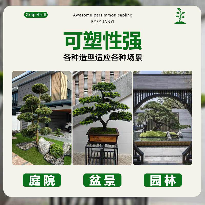 罗汉松庭院造型树老桩盆景迎客松真树黑松进口别墅罗汉松景观树