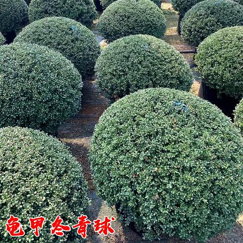龟甲冬青球树苗庭院耐寒四季常青绿化风景树花镜植物完美龟甲冬青