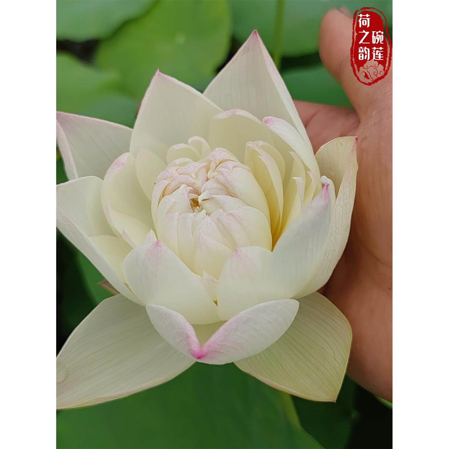 恋人大型观赏白色荷花碗莲种藕苗子室内阳台庭院鱼池水生植物花卉