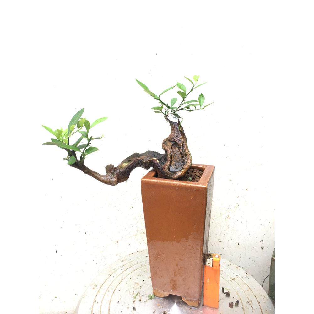 小叶金豆盆景素材苗金豆盆栽提根金豆艺术盆景黑豆盆东风桔盆景