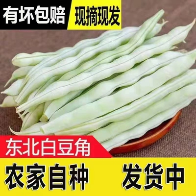 新鲜白芸豆东北白豆角老来少白不老架豆王四季豆当季蔬菜现摘现发