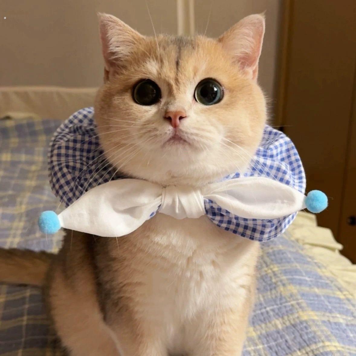 宠物围脖口水巾可爱猫咪围兜创意洋派狗狗披肩中小型犬弹力可调节