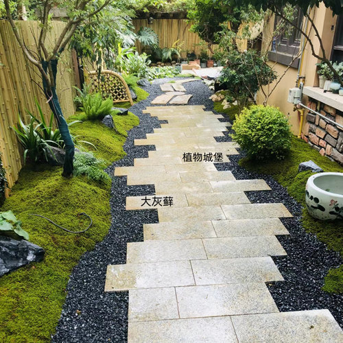 大灰藓景观造景庭院绿化鲜活植被藓微景观雨林缸生态瓶按平方卖