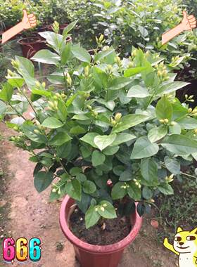 精品大号单瓣笔尖茉莉花盆栽老桩独杆大花圆叶虎头茉莉香味浓郁