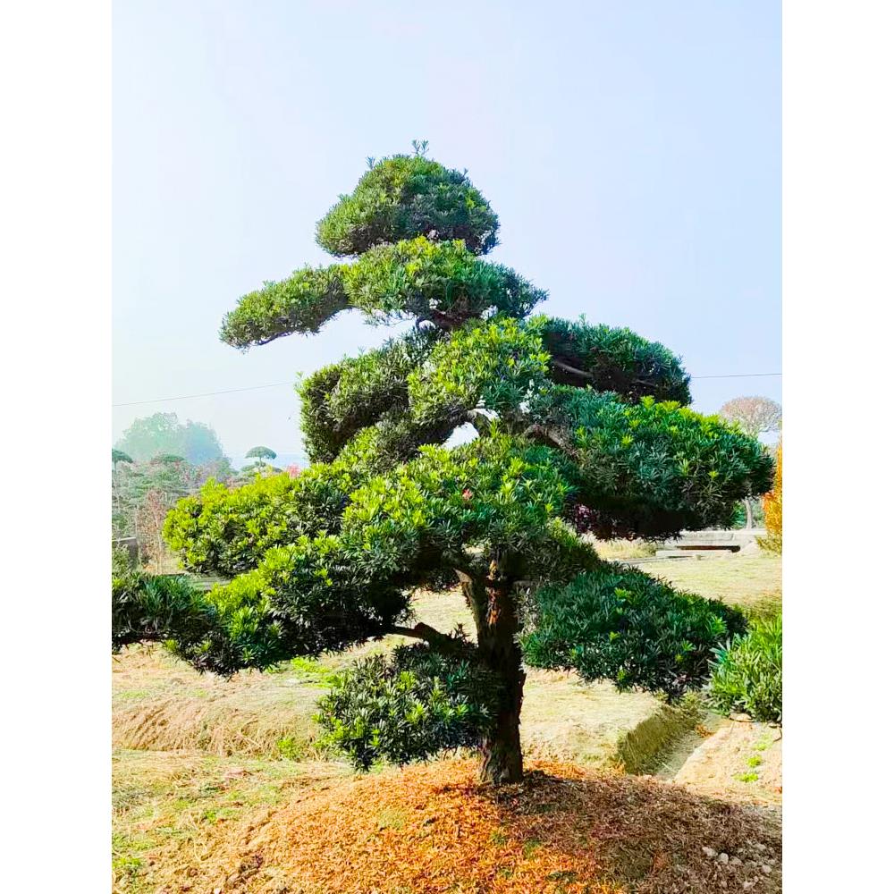 罗汉松造型树罗汉松地栽盆栽小叶雀舌罗汉松庭院别墅鱼池假山种植