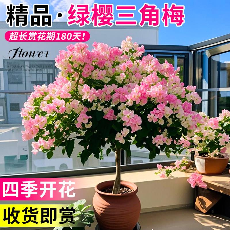 绿缨三角梅盆栽带花树苗四季花卉老桩开花植物苗重瓣爬藤三角梅花