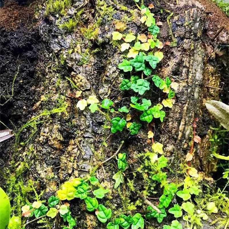 香槟树皮 雨林生态缸背景板 爬宠躲避树皮  洋兰造景树皮不腐烂,宠物/宠物食品及用品,爬宠缸/箱,淘宝优惠券,粉丝福利购,淘宝优惠卷