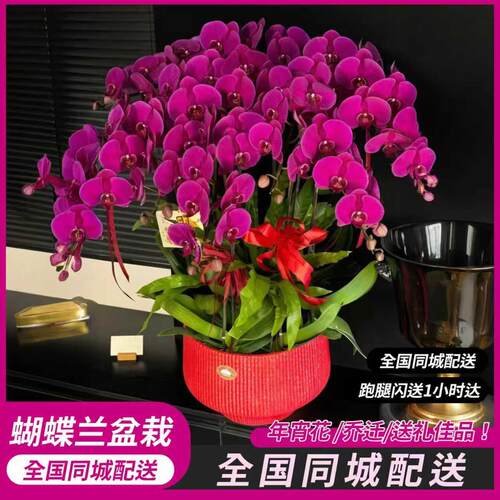 蝴蝶兰盆栽带真鲜花速递同城天津北京上海开业乔迁全国配送礼物