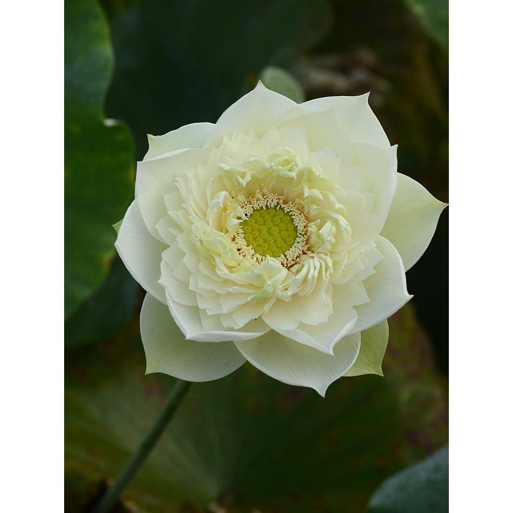 【白羽清芬】碗莲乌托邦阳台庭院池栽中大型盆栽水生观赏荷花种藕