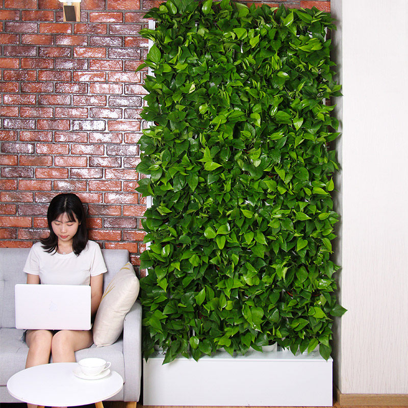 水培鲜活植物背景墙水耕阳台室内大型绿植背景搭建无土栽培屏风