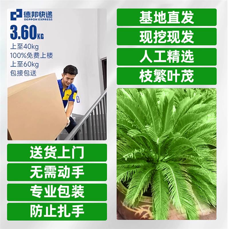 铁树盆栽大型龙铁树绿植盆景客厅室内旺宅树苗树木大盆植物除甲醛