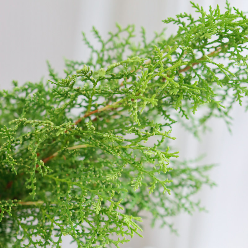 新鲜侧柏枝鲜切松枝云南直发室内装饰水培绿植柏树插花真松扁柏叶