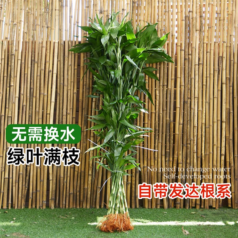 富贵竹水培植物竹子大盆栽客厅招财粗杆带根节节高室内水养绿植物