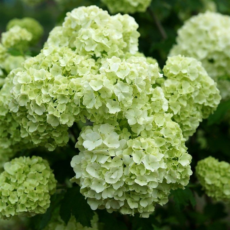 青柠园景  欧洲木绣球 玫瑰 木本绣球八仙花阳台庭院盆栽绿植包邮,鲜花速递/花卉仿真/绿植园艺,绣球/木绣球/木本植物,淘宝优惠券,粉丝福利购,淘宝优惠卷