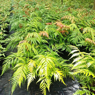 苔米花园 耐旱耐荫庭院阳台大型蕨类植物胎生狗脊蕨植物阴生花园