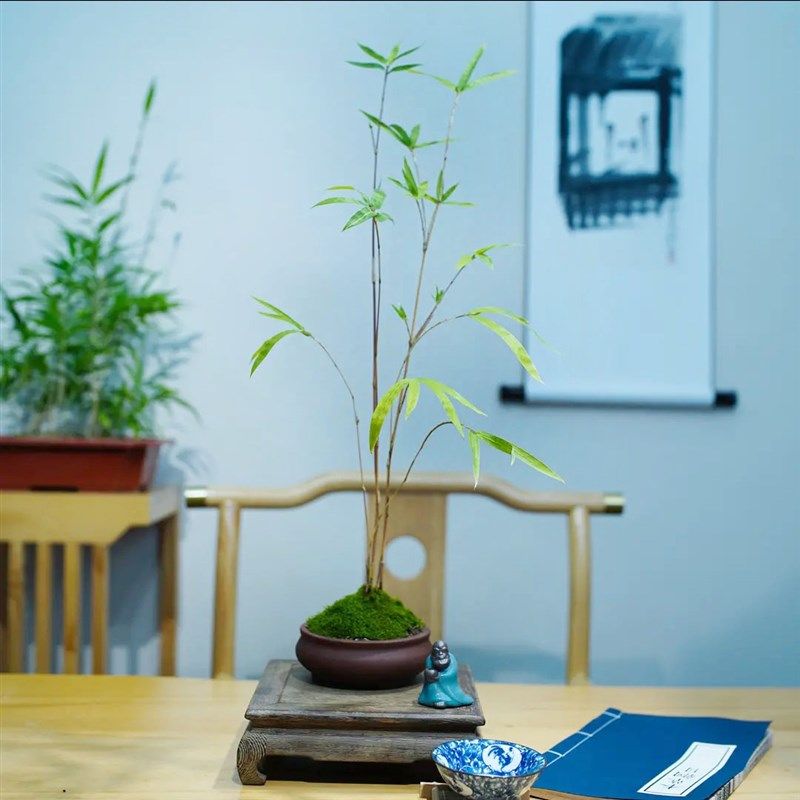 红竹观音竹盆景办公室客厅茶几桌面植物四季常青净化空气好养绿植,鲜花速递/花卉仿真/绿植园艺,绿植,淘宝优惠券,粉丝福利购,淘宝优惠卷