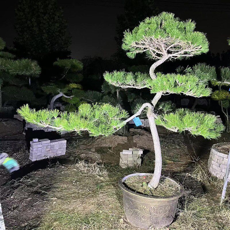 黑松油松造型风景树大型别墅公园庭院四季常青绿化苗大树苗迎客松
