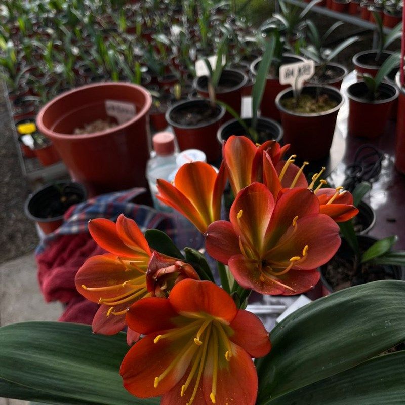 君子兰苗花室内黑金刚君子兰花卉绿植盆栽植物盆栽君子兰苗