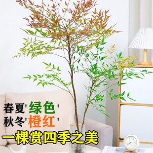 南天竹盆栽水培绿植物火焰红水养室内花卉蓝天竹吊钟马醉木南天竺