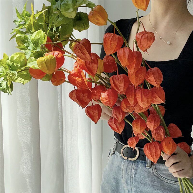 【云花甄选】酸浆果鲜切枝可做干花办公桌面家居客厅摆件果实类花