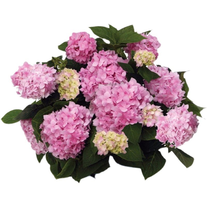 小默花卉直播绣球一物一拍,鲜花速递/花卉仿真/绿植园艺,绣球/木绣球/木本植物,淘宝优惠券,粉丝福利购,淘宝优惠卷