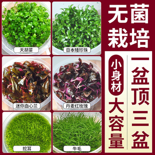 迷你血心兰无菌杯中后景鱼缸造景红色水草丹麦红玫瑰水下叶植物