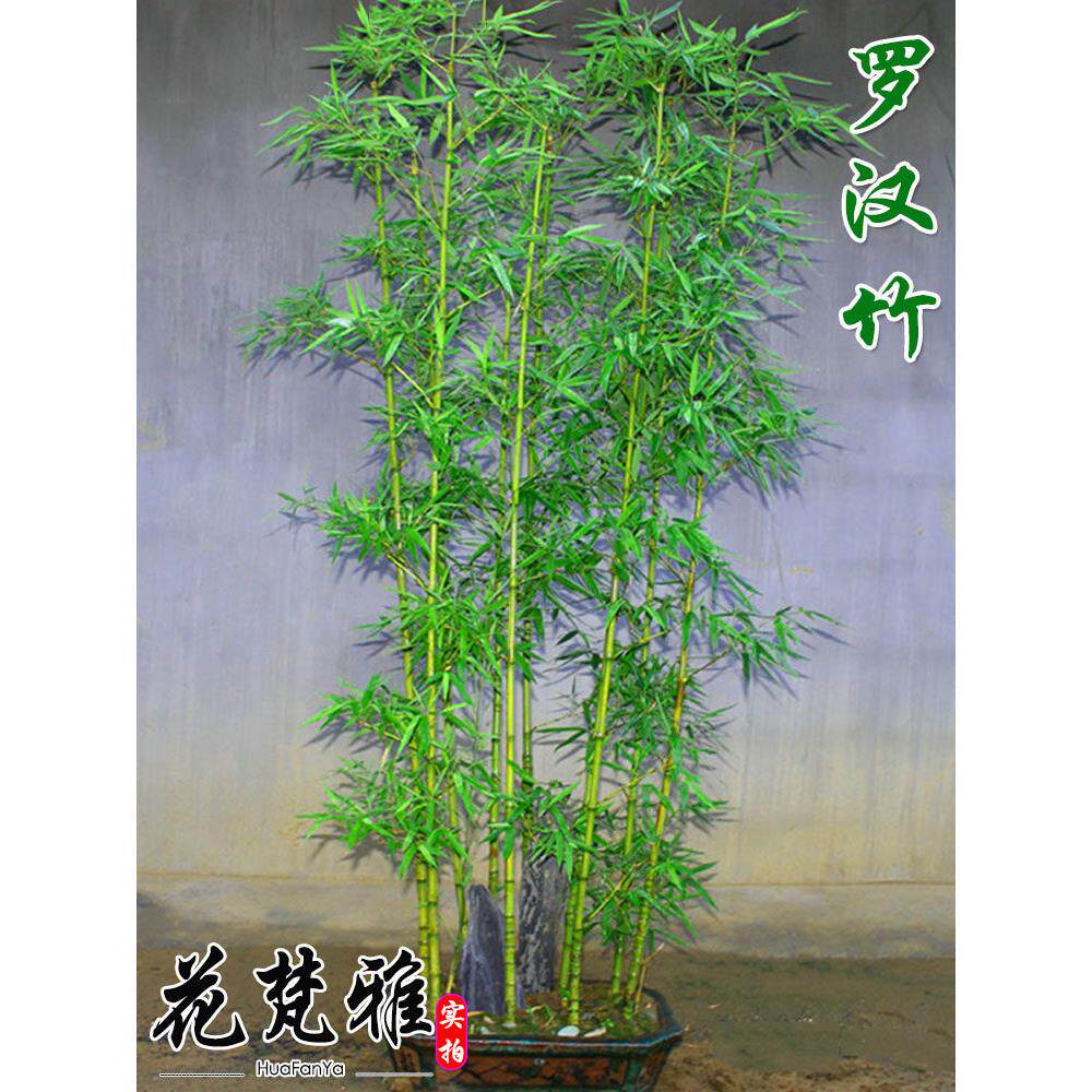 竹子苗植物庭院室外四季常青户外观赏竹景观罗汉竹葫芦竹室内盆栽