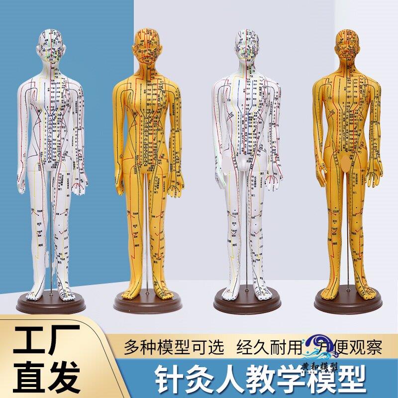 中医人体针灸穴位模型图全身超清晰十二经络人形硅胶可扎针小皮人