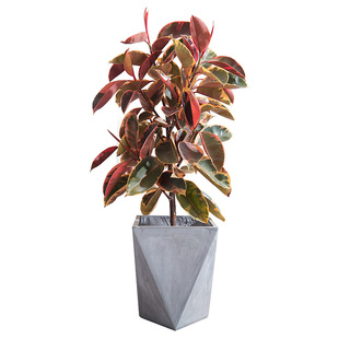 花叶橡皮树盆栽 大型室内外好养活绿植办公室客厅黑金刚大叶植物