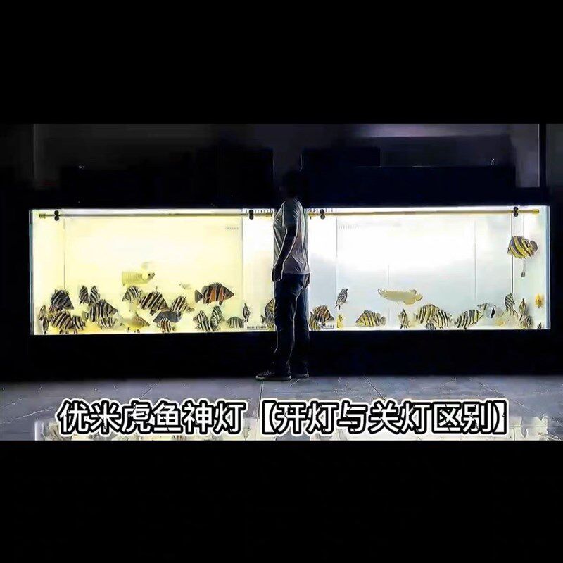 2022年长城杯虎鱼大赛御用神灯之优米虎鱼金箍棒国潮之光增色家用