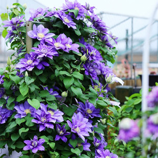 伍斯特美女耐热铁线莲盆栽爬藤植物小中大苗耐热大花藤本花卉