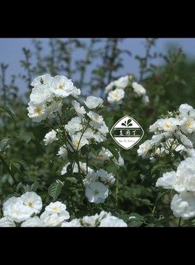绿园美植丨白帆之冬白色藤本月季无刺强健抗病花量大庭院花园植物