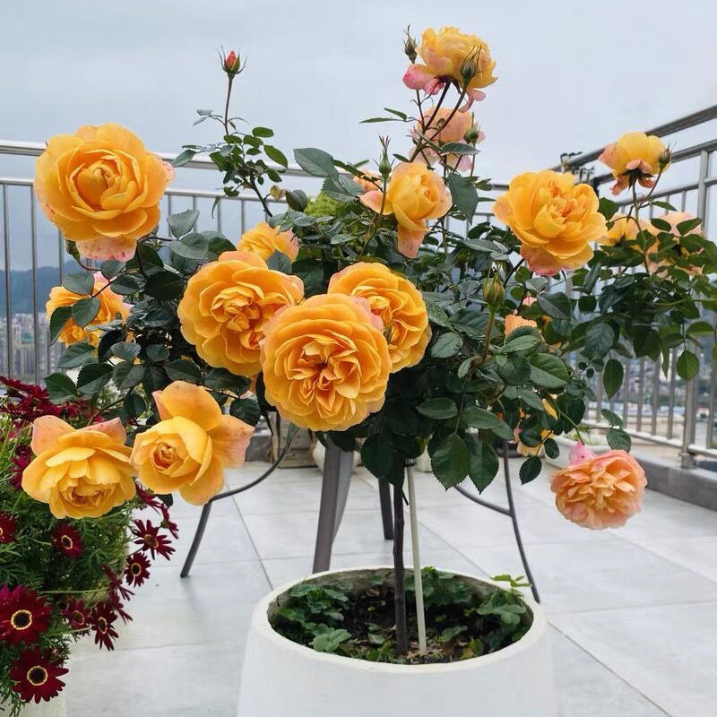 果汁阳台棒棒糖玫瑰花树苗盆栽四季阳台庭院室内开花卉绿植物勤花