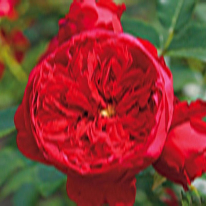 佛罗伦萨/弗洛伦蒂娜藤本大花爬藤月季花量大庭院阳台花卉多季花,鲜花速递/花卉仿真/绿植园艺,月季/蔷薇/玫瑰,淘宝优惠券,粉丝福利购,淘宝优惠卷