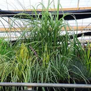 庭院观赏草花镜植物金叶石菖蒲箱根草麦冬墨西哥羽毛草粉黛乱子草