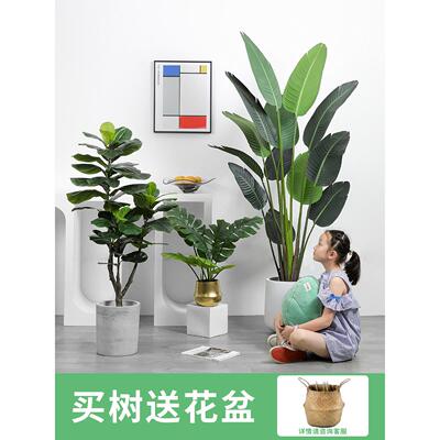 斯堪的纳维亚精品模拟绿色植物怪物旅行者香蕉香蕉树钢琴叶榕树松