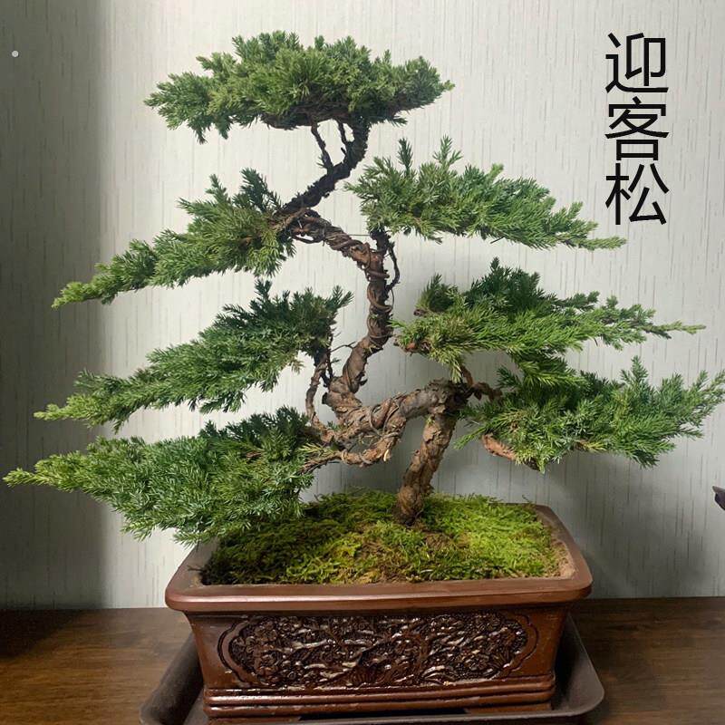 迎客松真树盆景盆栽摆件四季长青办公室书房玄关茶桌绿植造型盆景